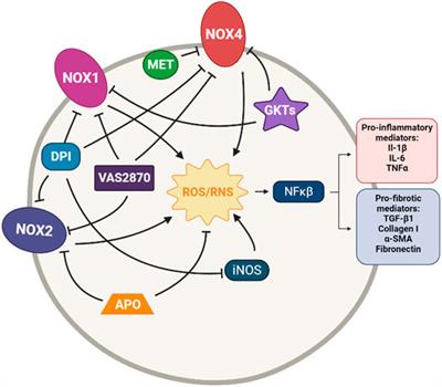 Targeting Oxidative Stress as a Therapeutic Approach for Idiopathic Pulmonary Fibrosis